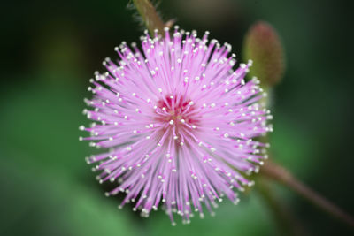 Close-up of pink flower