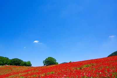 Red flowers on field against blue sky