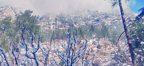 Scenic view of forest against sky during winter
