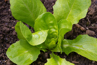 Close-up of fresh green leaf in garden