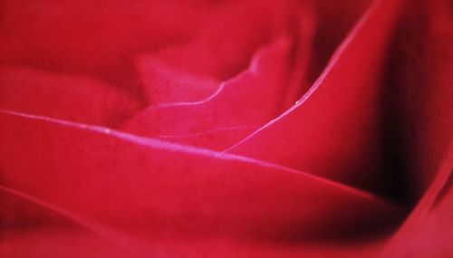 Close-up of pink flower