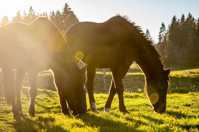 Horses grazing in a field at sunset. switzerland. 