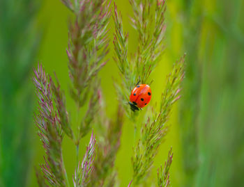 Nature's delicate guardian. red ladybug amongst meadow grass in northern europe