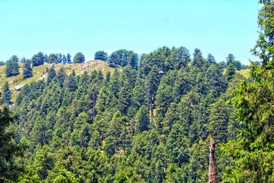 Scenic view of forest against clear sky