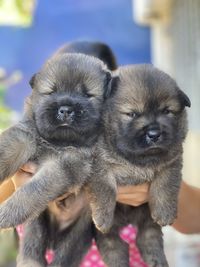 Close-up portrait of puppy