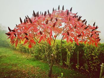 Flowers on tree