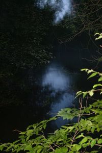 Scenic view of forest