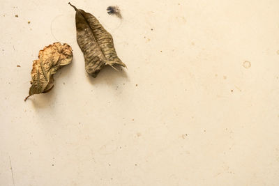 High angle view of dry leaf on wall