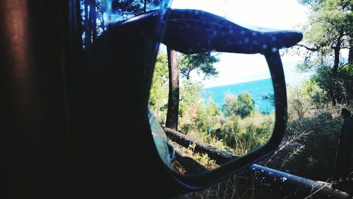 Trees in forest seen through window