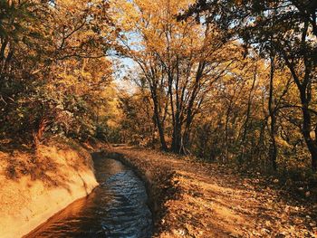 Stream amidst trees in forest during autumn