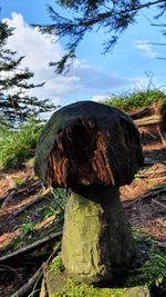 Close-up of tree trunk on field against sky