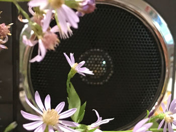 Close-up of pink flowering plants