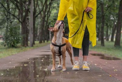 Low section of woman with dog standing on footpath at park during monsoon