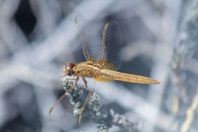 Close-up of dragonfly in a winter nature