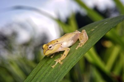 Close-up of frog on plant