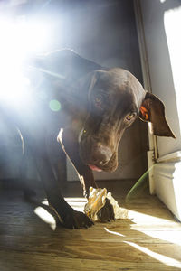 Portrait of dog looking at camera