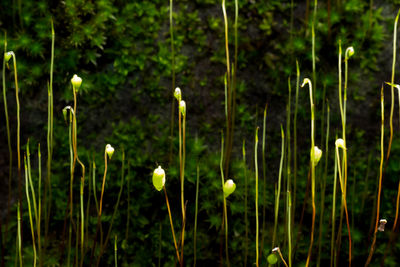 Close-up of plants