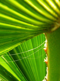 Macro shot of leaf