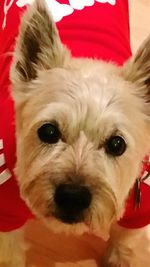 Close-up portrait of a dog