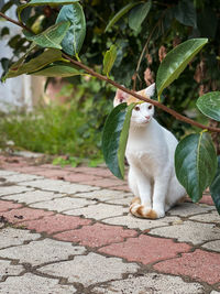 Cat standing on footpath