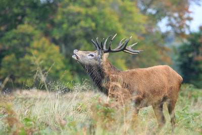 Side view of deer on field