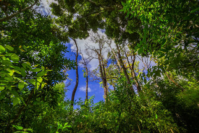 Low angle view of trees in forest