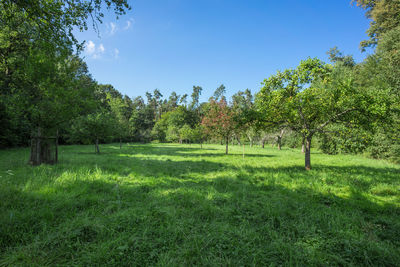 Trees on field against sky