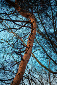 Low angle view of bare tree against sky