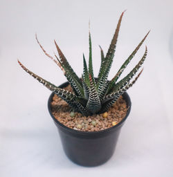 Potted plant against white background