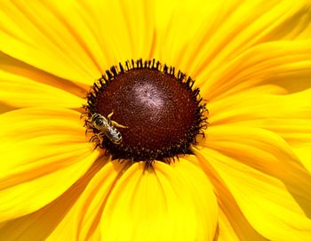 Close-up of honey bee on sunflower