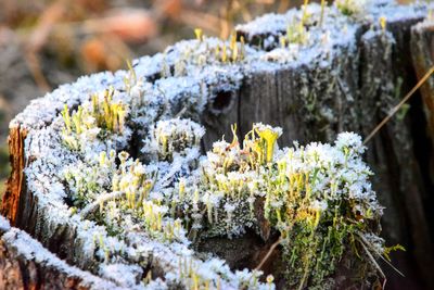 Close-up of white flowering plants during winter