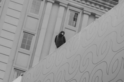 Low angle view of bird perching on building