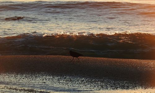View of bird on beach during sunset