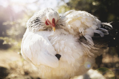 Close-up of white hen standing on field during sunny day