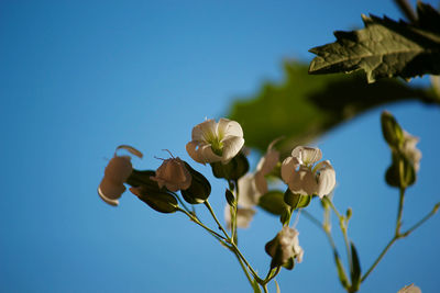 Low angle view of flowering plants against blue sky