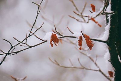 Close-up of frozen leaves on tree during winter