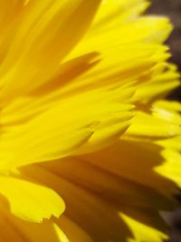 Close-up of yellow rose flower