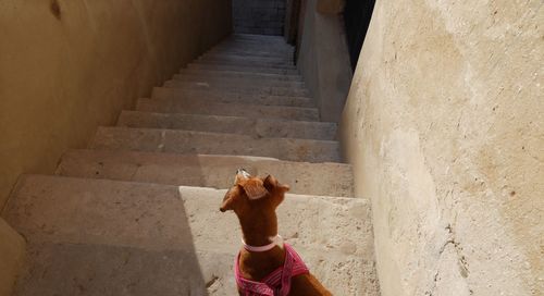 Man standing on staircase of building