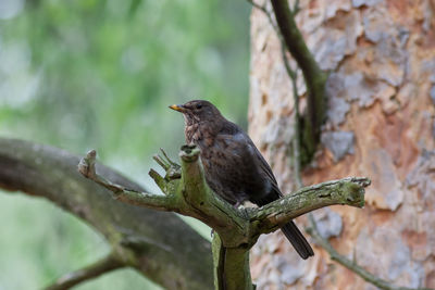 Close-up of bird perching on tree