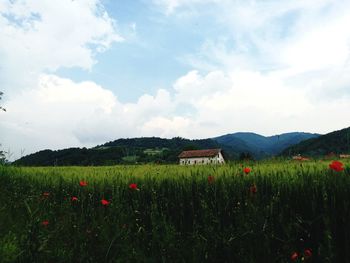 Scenic view of field against sky