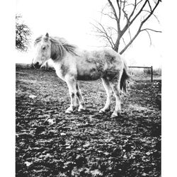 Horse standing on field against sky