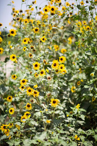 Close-up of yellow flowering plants