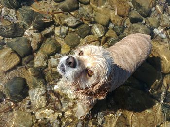 High angle view of dog on rock