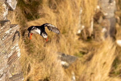 View of birds on land