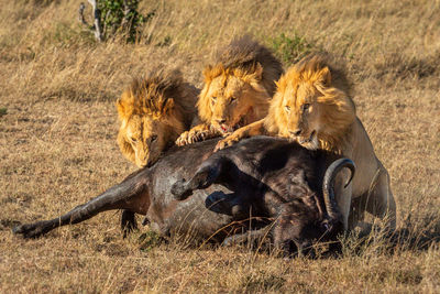 Three male lion eating cape buffalo carcase