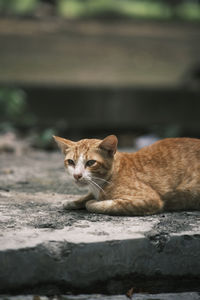 Portrait of cat lying down