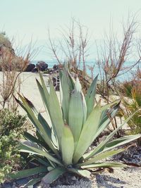 Close-up of succulent plant on field against sky