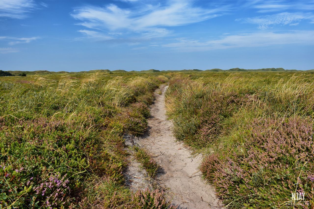 the way forward, grass, nature, field, tranquil scene, landscape, growth, scenics, sky, tranquility, beauty in nature, day, footpath, cloud - sky, outdoors, plant, no people, green color