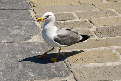 Portrait of a royal seagull standing on a stone pavement