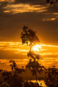 Silhouette plant against sky during sunset